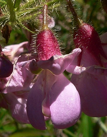 {Robinia hispida}